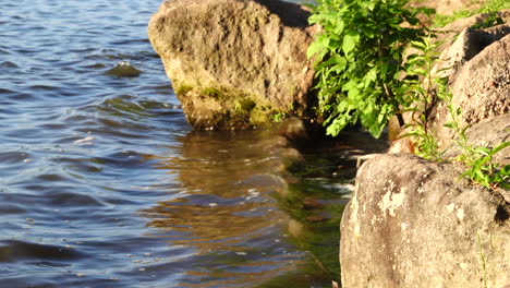 Agua-Lamiendo-Algunas-Rocas-A-Lo-Largo-De-La-Orilla-De-Un-Lago