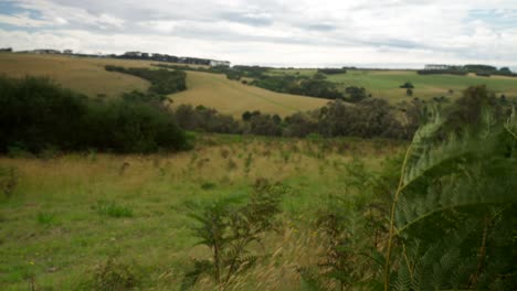 ferns sway gently in the wind on a hillside, creating a peaceful, natural scene with lush greenery.