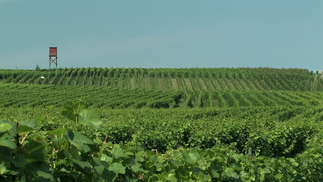 viñedo en una colina en el lago de constanza, alemania-1