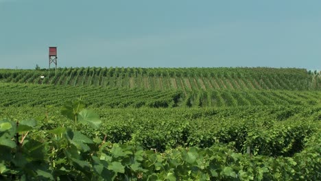 Vineyard at a hill at Lake Constance, Germany-1