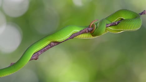 cola y cuerpo revelados mientras se desliza por la rama, víbora de labios blancos trimeresurus albolabris, tailandia