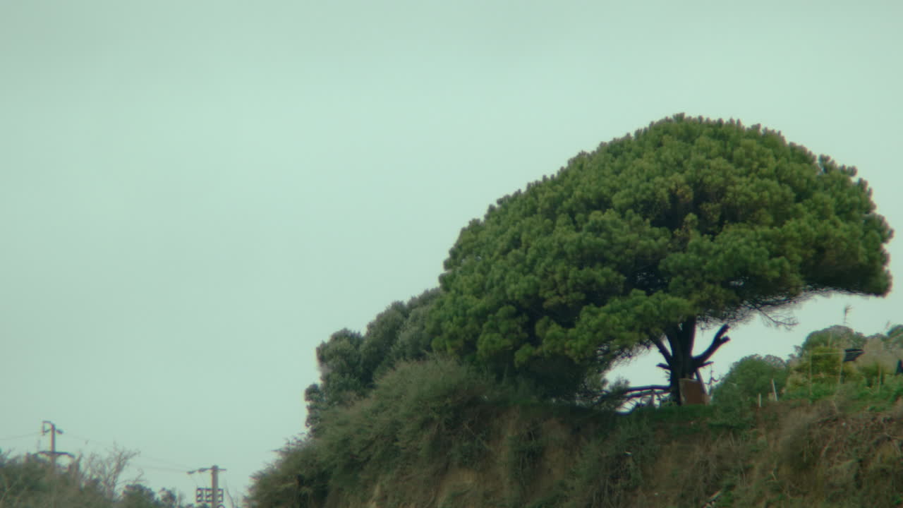 A tree on a hill a gloomy day.