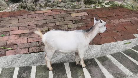 goat in a garden