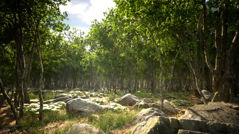 Raíces-De-Un-árbol-En-Un-Bosque-Brumoso