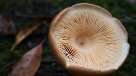 close-up view of a mushroom on the forest floor