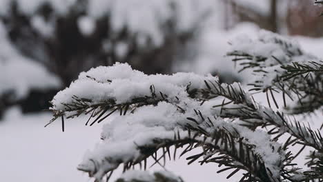 winter snow birch forest