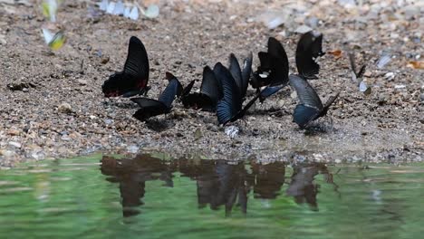 gentle water ripples reflecting the rabble of common mormon, papilio polytes romulus, fluttering and puddling on the river bank in thailand, southeast asia