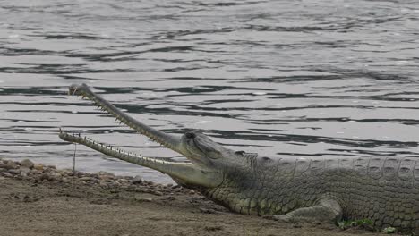 a gharial crocodile lying on the bank of a river with its mouth wide open