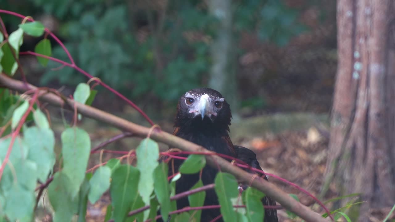 Wedge-tailed Eagle in a Natural Setting