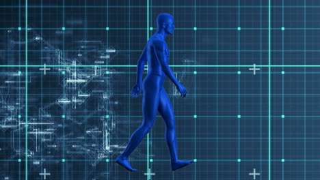 animation of walking human body model in blue checked space