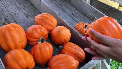 cerca de una mujer comparando y recogiendo calabazas en el mostrador de un mercado de granjeros al aire libre