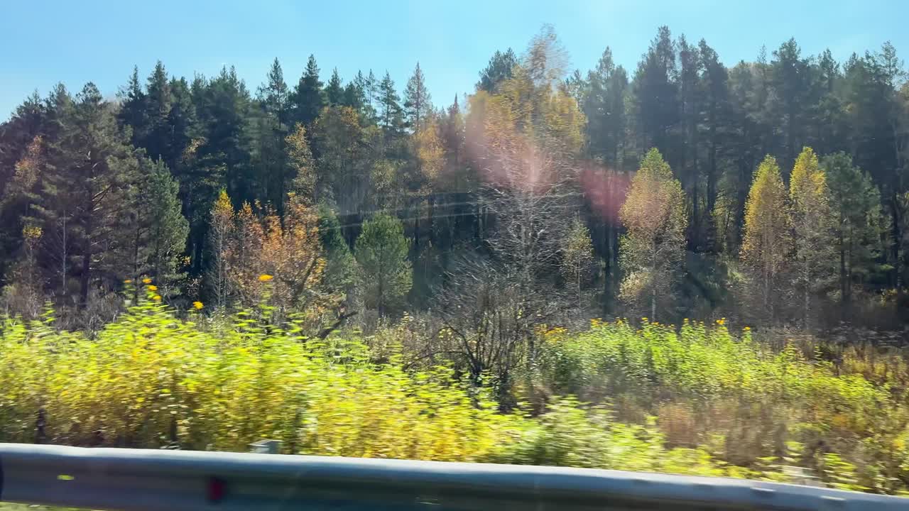 paisaje de bosque de otoño