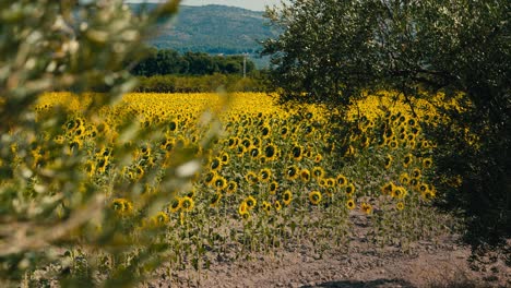 Sonnenblumenfeld-Zwischen-Olivenbäumen.-Öle