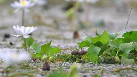 Eggs-of-Pheasant-tailed-Jacana-in-nest