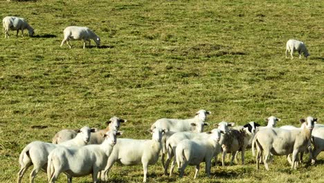 Sheep-grazing-in-grass-pasture-in-rural-USA