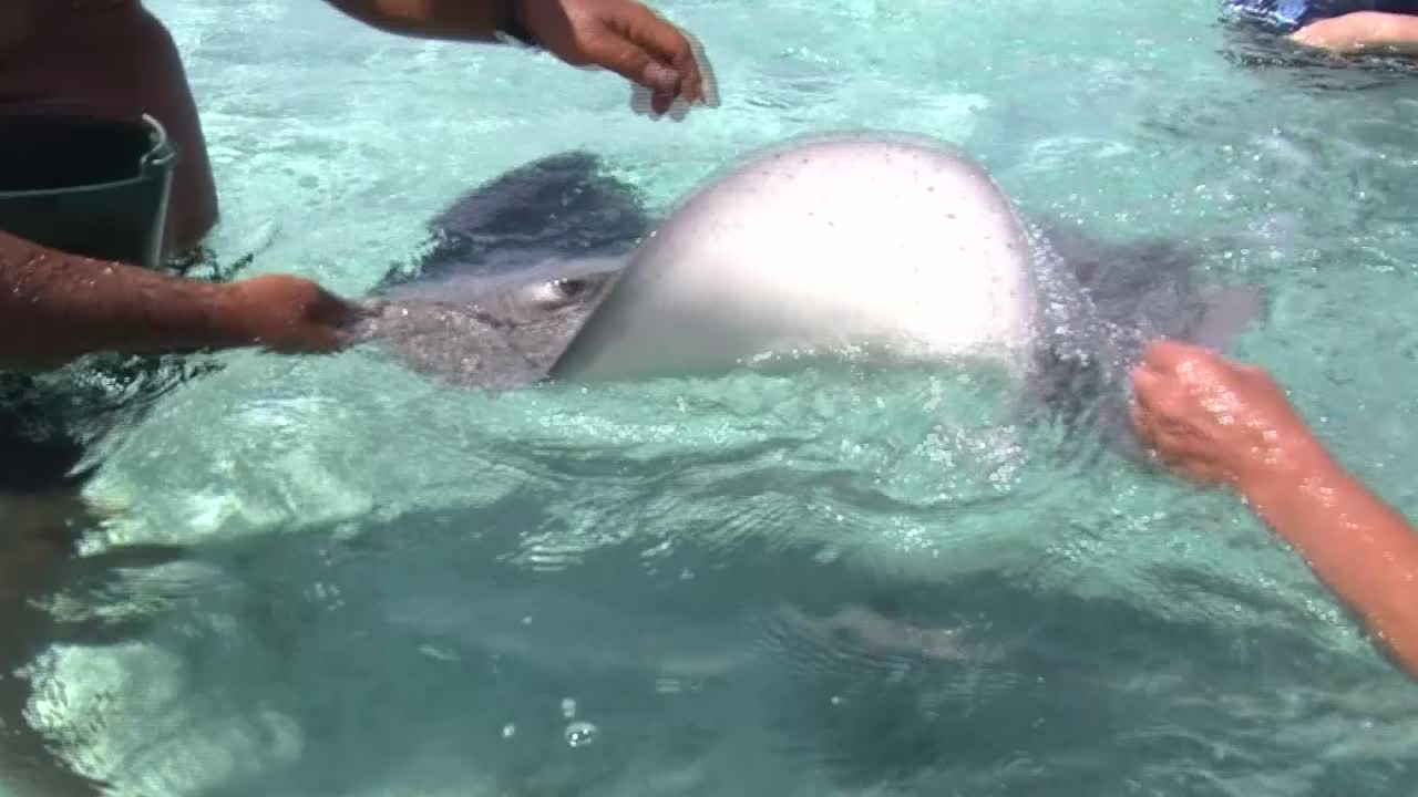 nadar con rayas en bora bora, polinesia francesa