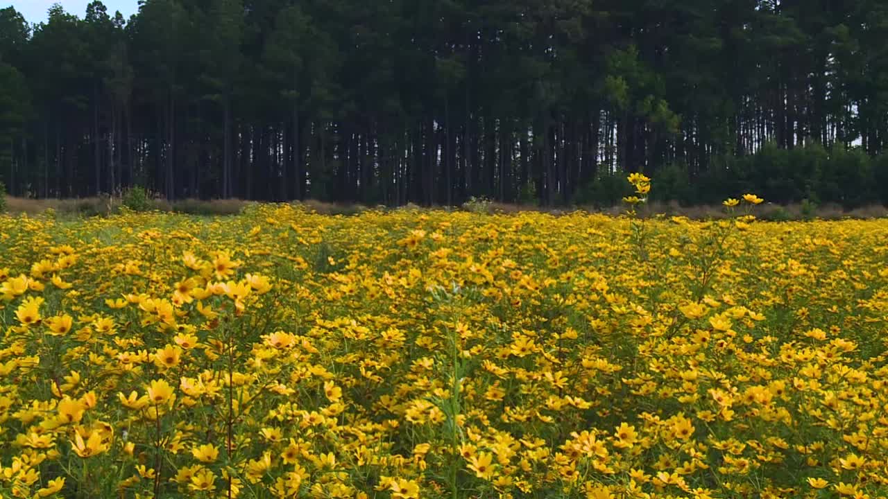 Bellissimo paesaggio di fiori di campo gialli nel Rifugio Nazionale della Fauna Selvatica di Blackwater, Maryland - Ripresa panoramica