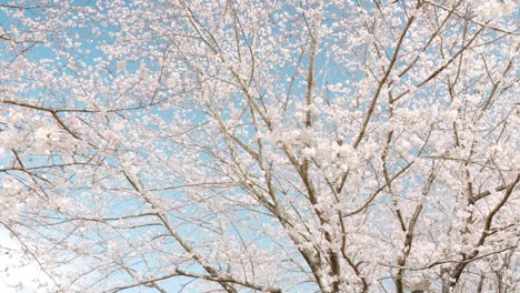 move in the sky where yoshino cherry trees in full bloom bloom