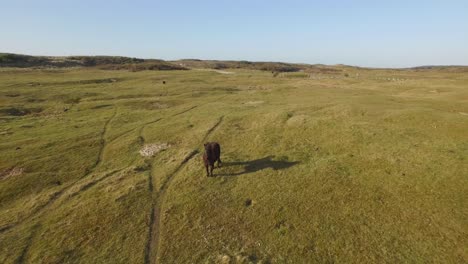 Aus-Der-Luft:-Das-Dünennaturschutzgebiet-Von-Oostkapelle-Mit-Weidenden-Ponys