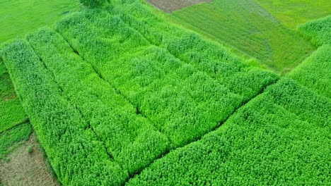 Drohnenaufnahme-Eines-Abgelegenen-Landwirtschaftlichen-Reisfelds-Und-Eines-Jutedorfs-In-Westbengalen