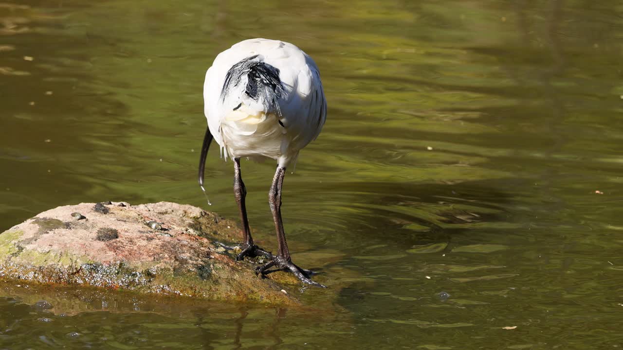 Ibis drinking water from a pond