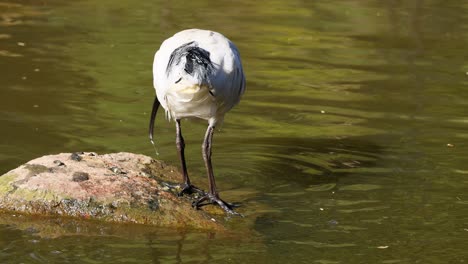ibis drinking water from a pond
