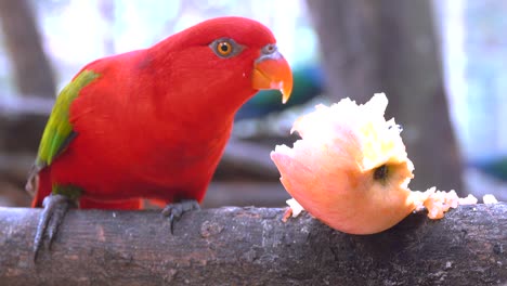 red parrot eating apple on morning. it beautiful colored parrot