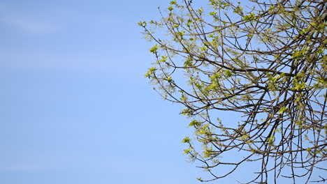 Tree-green-leaves-and-wind