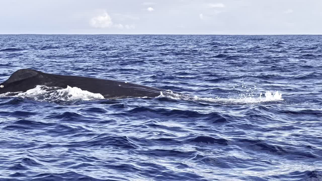 장엄한 포도고래가 깊은 파란 바다에서 어나와 공기를 불어넣고 등지느러미를 보여줍니다.
