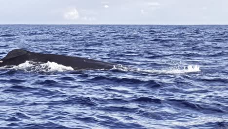 un majestuoso cachalote emerge de la profunda mar azul soplando aire y mostrando su aleta dorsal