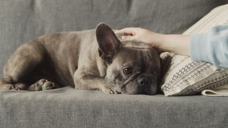 Nahaufnahme-Eines-Bulldoggenhundes,-Der-Auf-Dem-Sofa-Liegt,-Während-Sein-Besitzer-Ihn-Streichelt