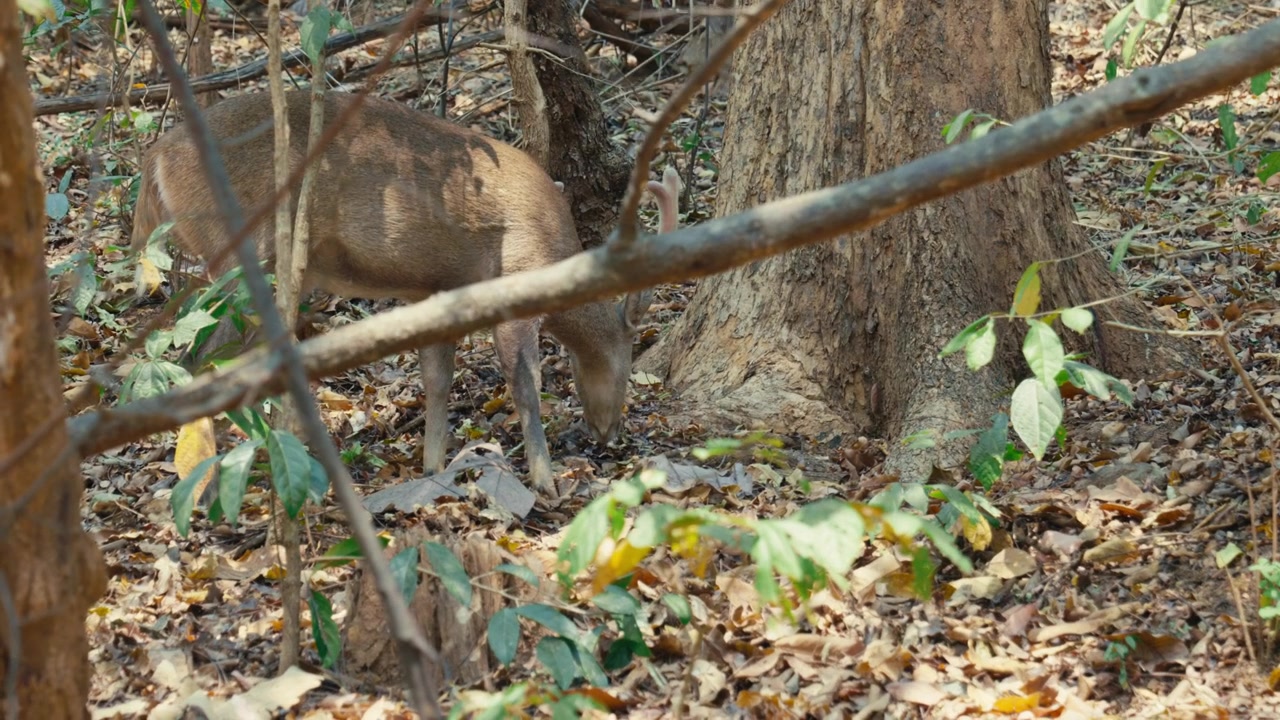 Pengambilan gambar lebar sekawanan kecil rusa babi India merumput di sepanjang tepi jalan tanah berdebu dan hutan lereng bukit kering di taman konservasi margasatwa di Chiang Mai, Thailand Utara
