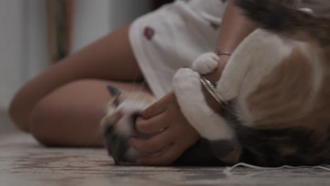 playful calico cat interacting with a person's hand