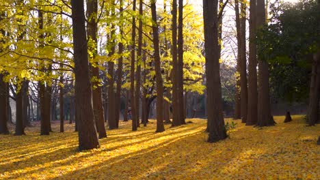 Paisaje-Cinematográfico-De-Otoño-En-El-Parque-Con-Hileras-De-árboles-De-Ginko-Amarillos