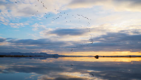 migratory birds flying lined up in the flooded rice fields of the albufera natural park during sunset on a cloudy day creating a mirror effect