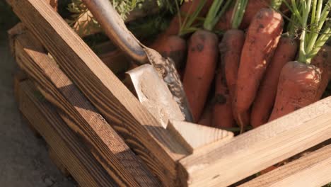 the farmer is stacking freshly picked carrots. harvesting concept. agribusiness.