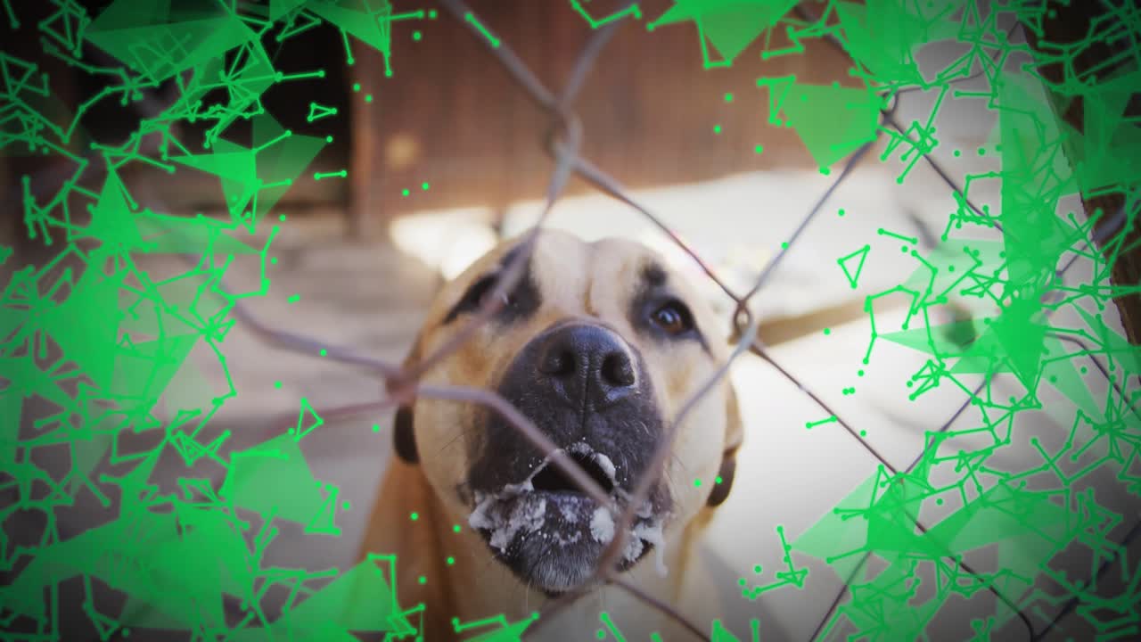 Green network overlay fading in at frame four visualizing dog shifting, sniffing fence, barking