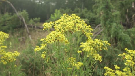 yellow flowers in a forest field