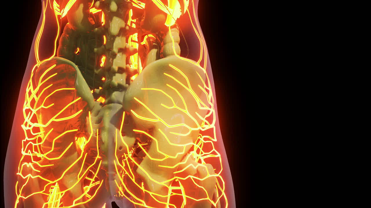 Detailed examination of blood vessel anatomy showcasing veins and arteries