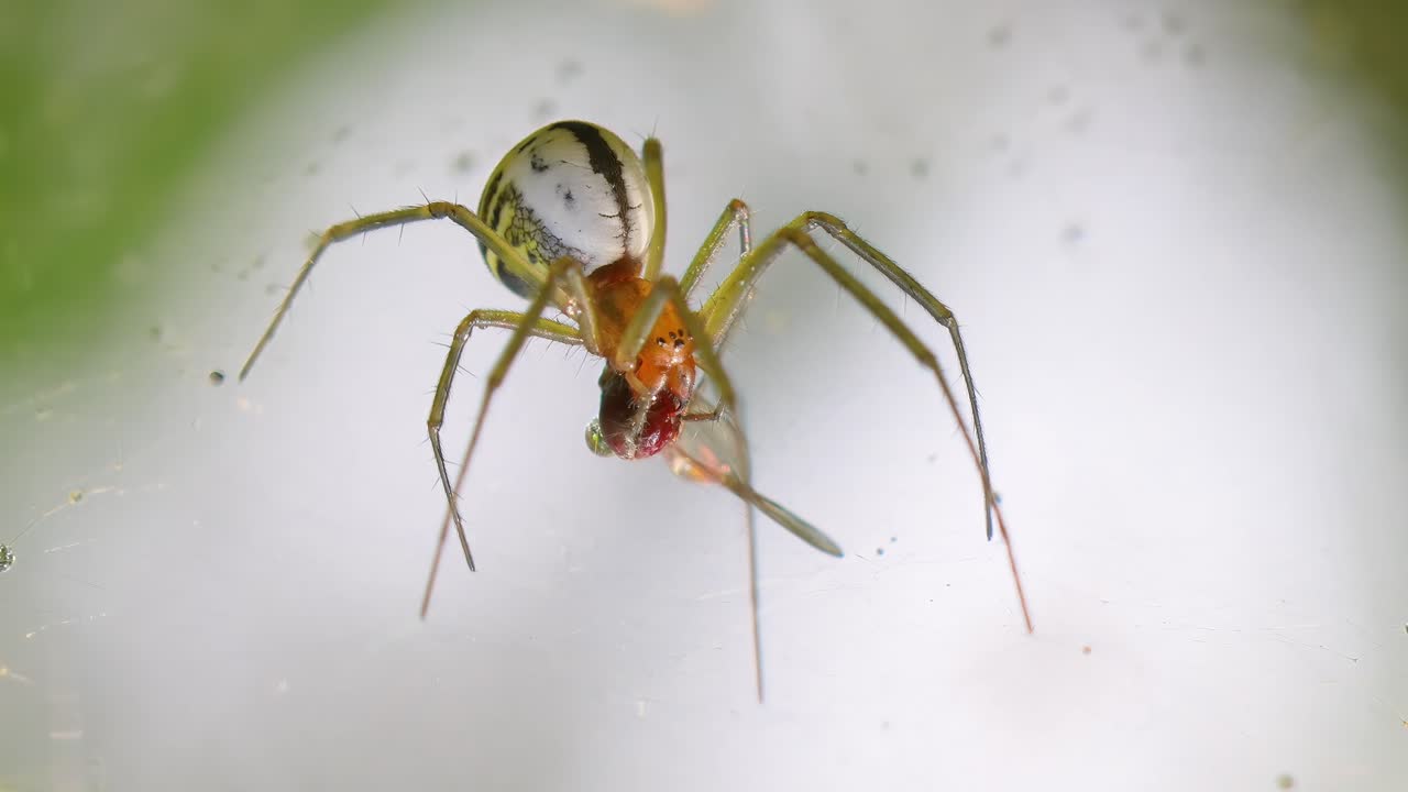Close-up of spider (Linyphia hortensis) on web eats its prey