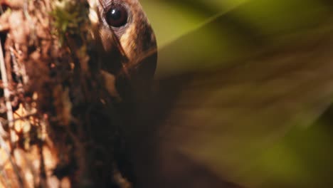 super closeup of a hermit hummingbird brooding its babies in the nest