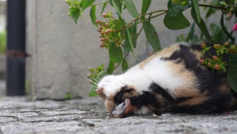 alert calico cat lies under green bush on stone pavement