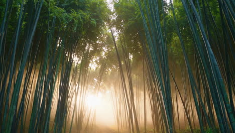 el bosque de bambú brumoso al amanecer