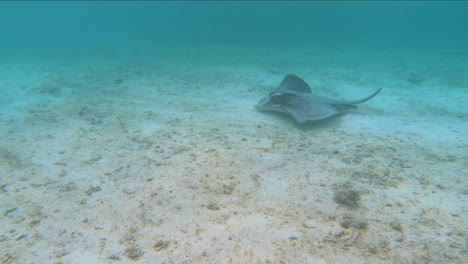 Manta-Ray-Swimming-Under-The-Sea-Of-Meeru-Island