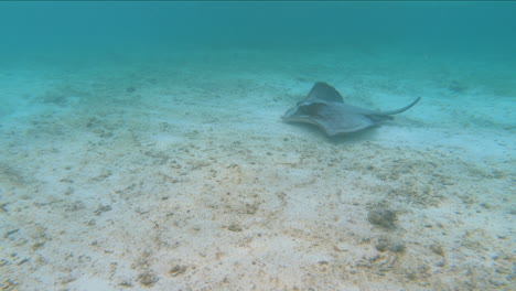 manta ray swimming under the sea of meeru island