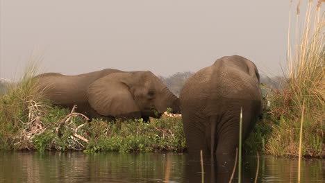 Zwei-Männliche-Afrikanische-Elefanten,-Die-Sich-Von-Schilf-Und-Gras-Ernähren,-Während-Sie-Knietief-Im-Wasser-Stehen,-Halbtotale,-Kamerabewegung-Nach-Rechts