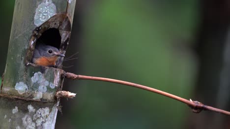 the-female-worm-flycatcher-bird-in-her-nest-receives-the-arrival-of-the-male-bird-bringing-fresh-grasshopper,-then-feeds-it-to-her-chicks