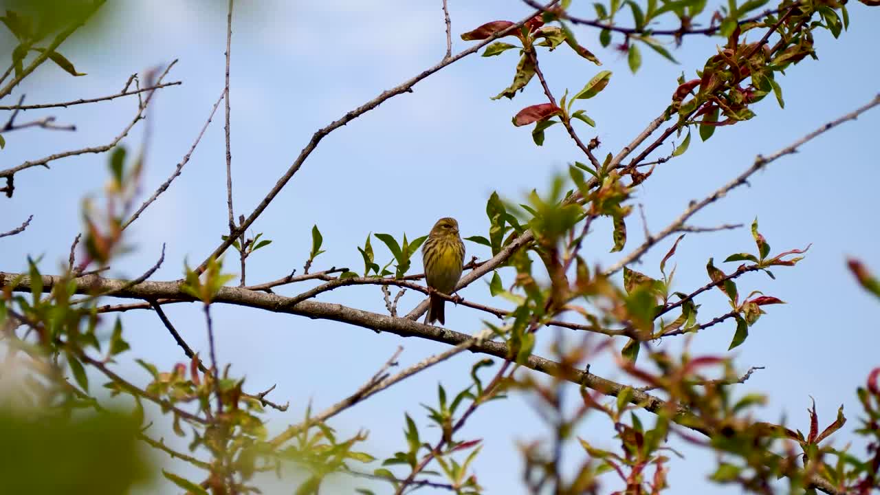 나뭇가지에서 노래하는 작은 검은 방울새 새