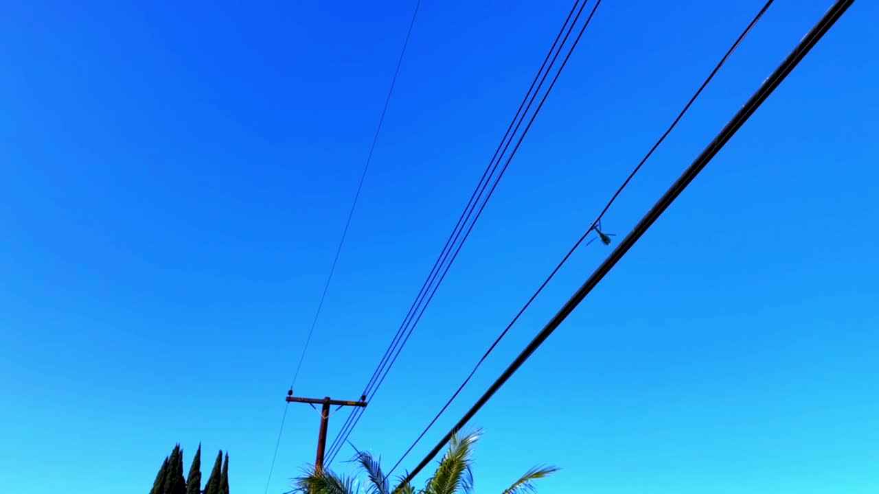 Helicopter circling over some palm trees and powerlines with no clouds.