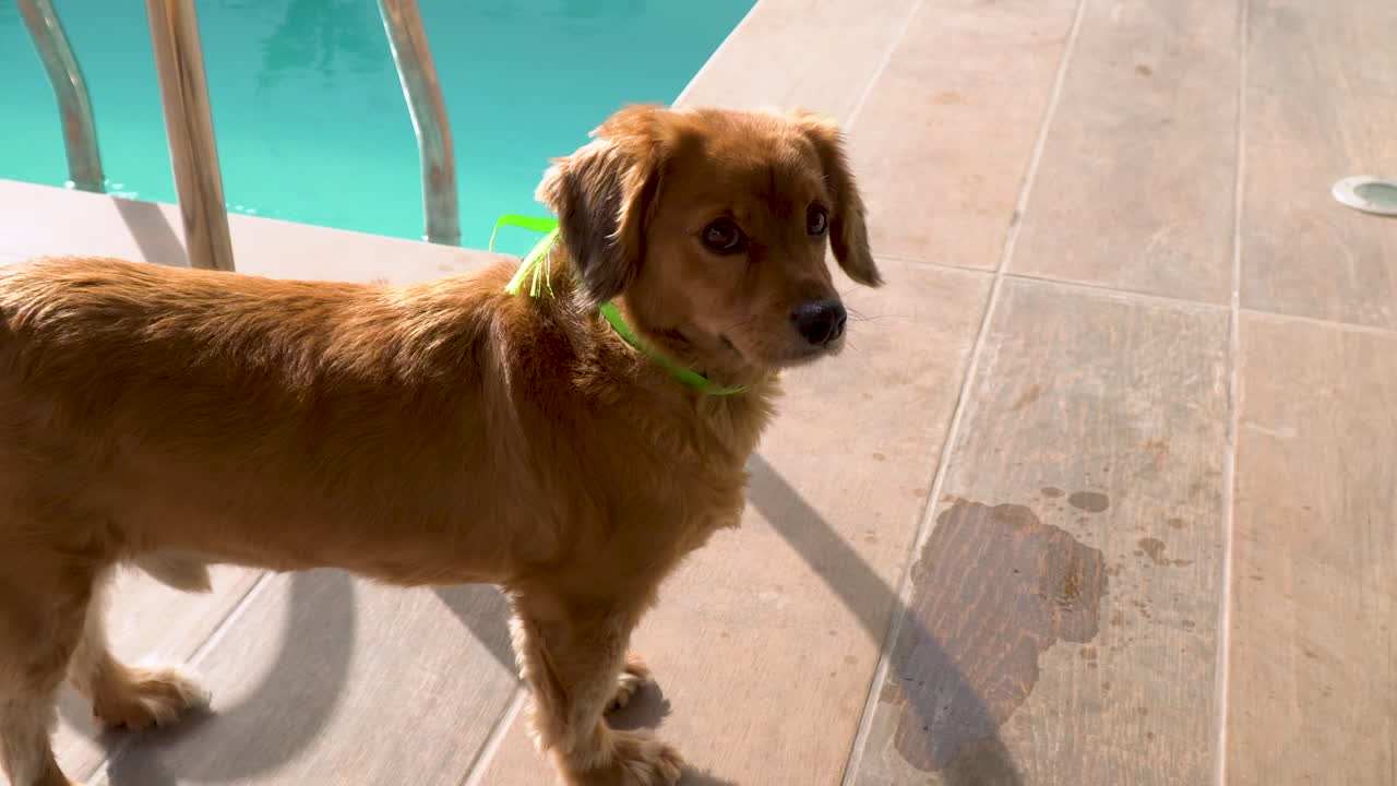 수영장 옆에 서 있는 혼란스러워 보이는 코커 스패니얼 개